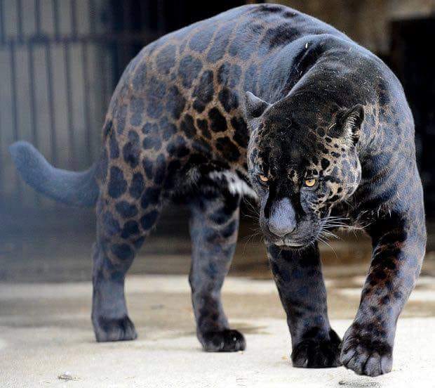 43 Pictures of Black Jaguar Filem Seni
