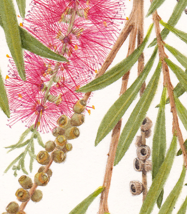 Botanical Art - Holiday Sketching: Process of Botanical Painting