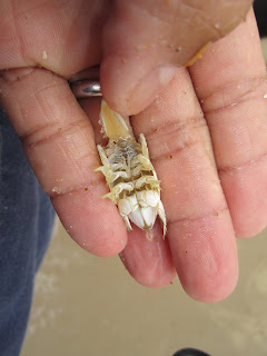 The Life Amphibious: More Virginia Beach Sand Crabs