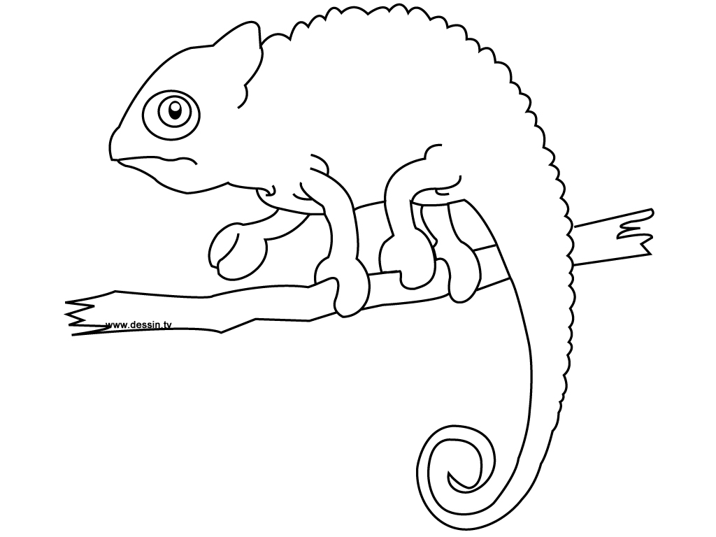 Download Chameleon Coloring Pages To Printable