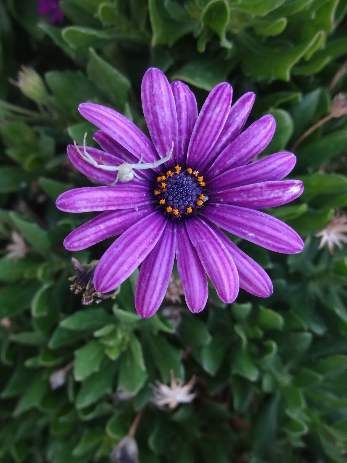 The Scientific Gardener White Crab Spiders on Purple Daisies