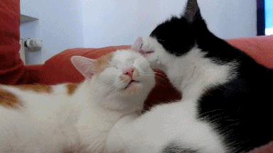 Котики целуются картинки гиф