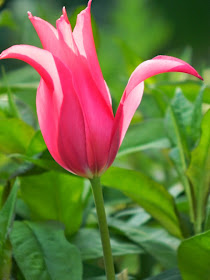 Red tulipa kaufmanniana by garden muses-not another Toronto gardening blog