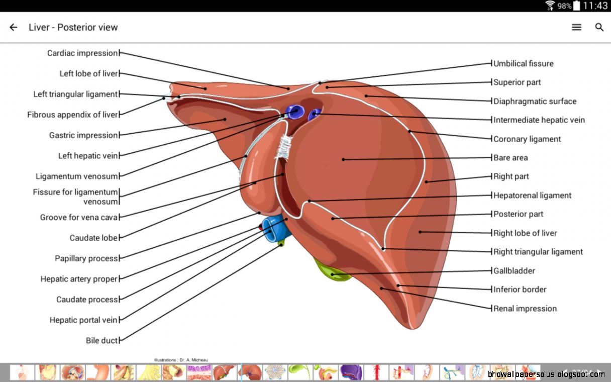 IMAIOS e Anatomy   Android Apps on Google Play