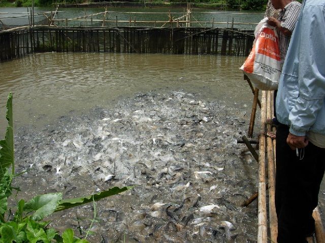 Budidaya Ikan Patin - Pendederan