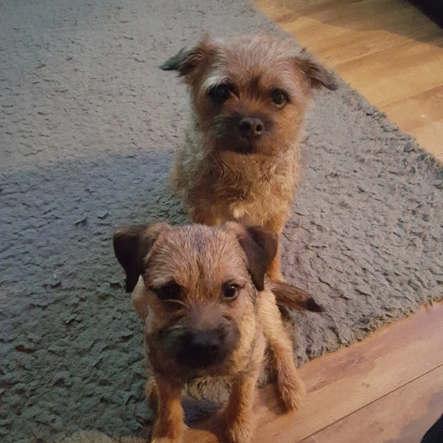 border terriers border terriers