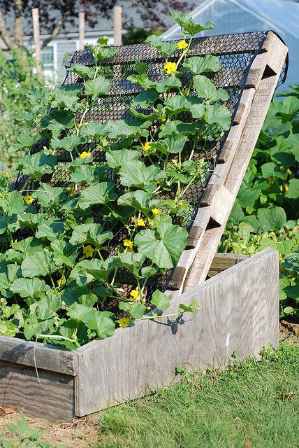 How to Grow Melon and Cantaloupe, Growing Your Own Melons at Home
