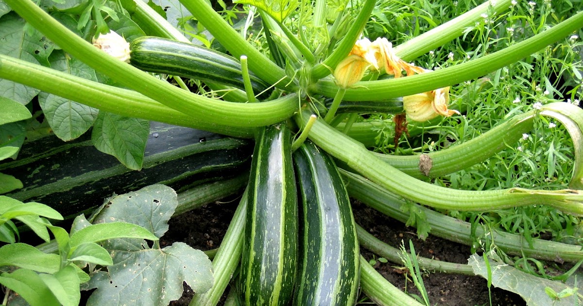 FRUITS AND VEGETABLE HEALTH BENEFITS zucchini production
