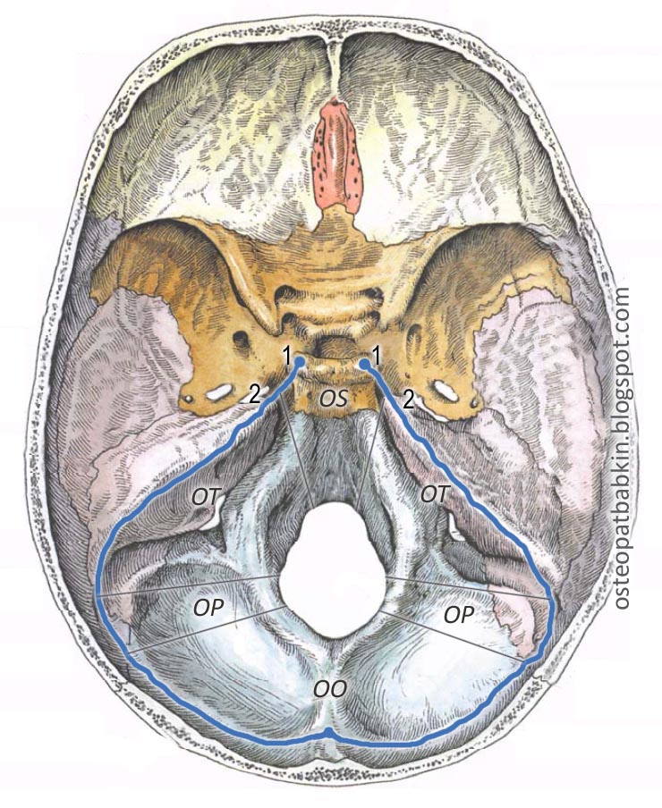 Osnov cher vnut Namet2 ΡΡΠΎ ΡΠ°ΠΊΠΎΠ΅ ΠΏΠ°Π»Π°ΡΠΊΠ° ΠΌΠΎΠ·ΠΆΠ΅ΡΠΊΠ°
