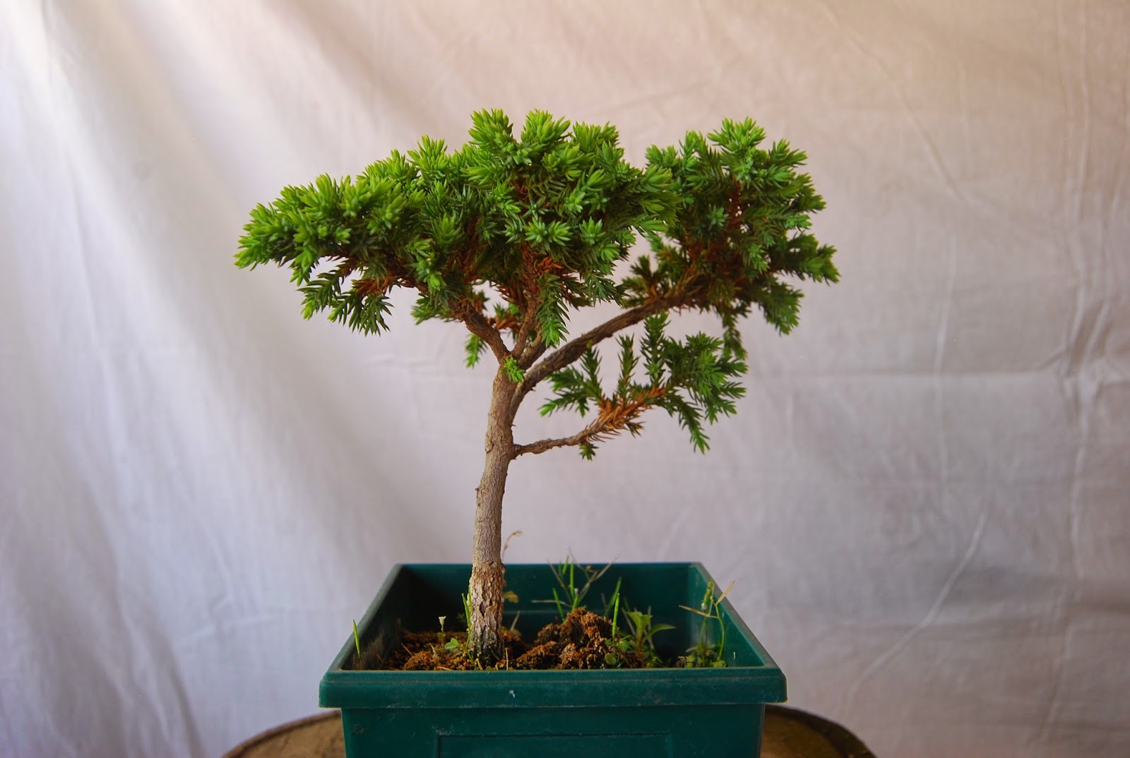 Bonsai en el Estado de México BIENVENIDA al bonsai en el Estado de México