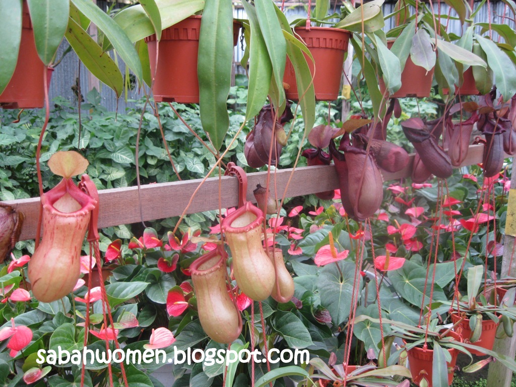 Flower Nursery at JS Nursery, Kundasang Sumandak Kinabalu Little Corner