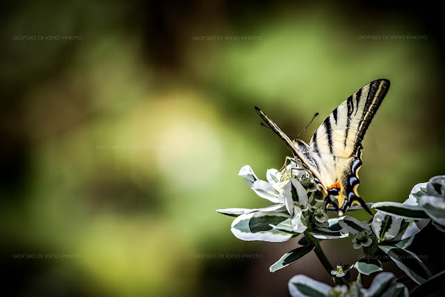 Farfalla, Butterfly, Macaone, Papilio Machaon, Natura Ischia, Papilionidi, foto Ischia, 
