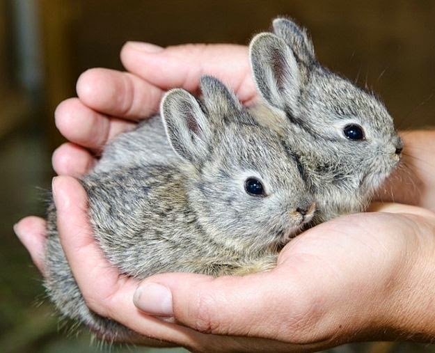 Wild Tree Tops Is Your Rabbit A GOOD Breeder?