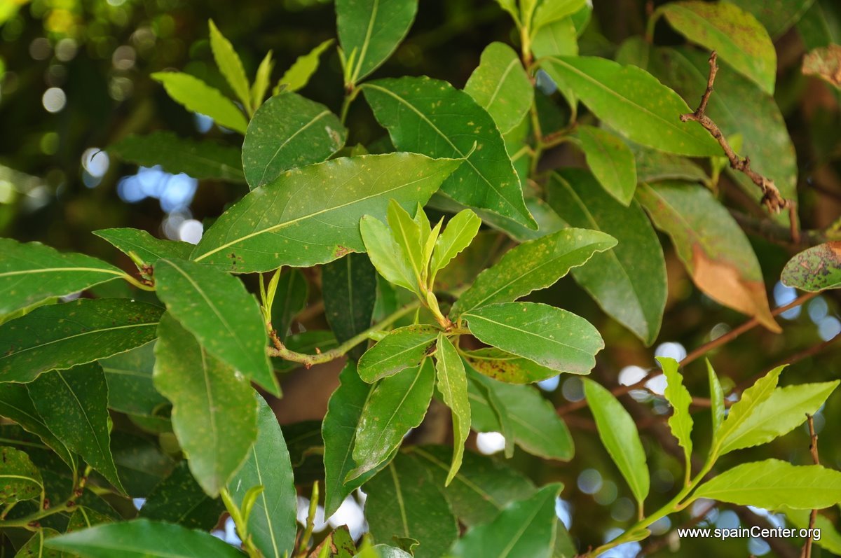 Disfruta de la cocina con Marta: Hierbas aromáticas