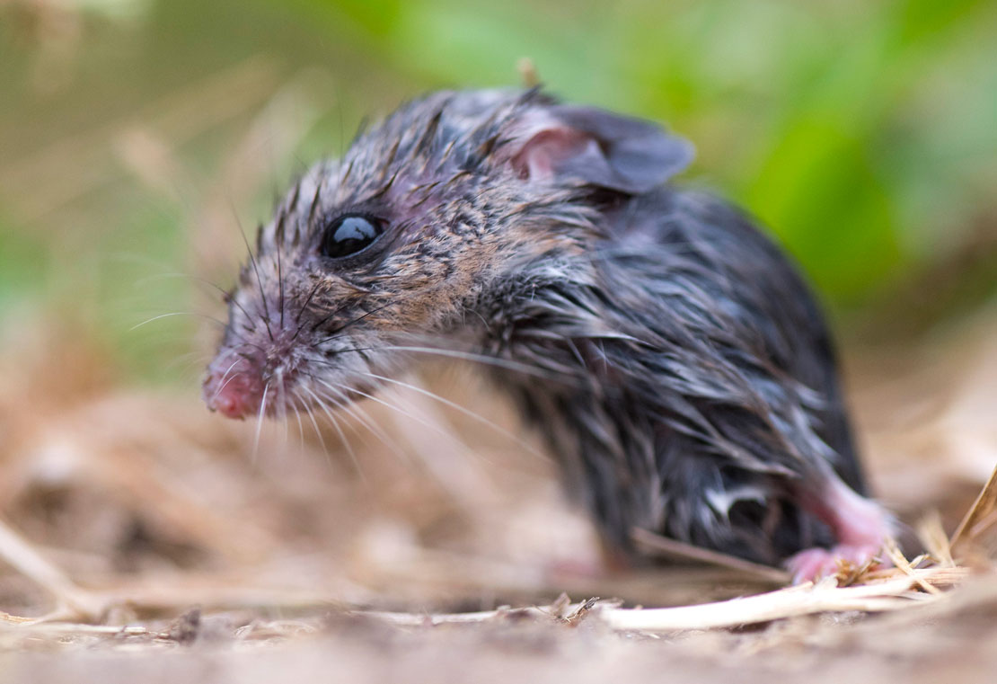 Robin Loznak Photography Cute little rodent