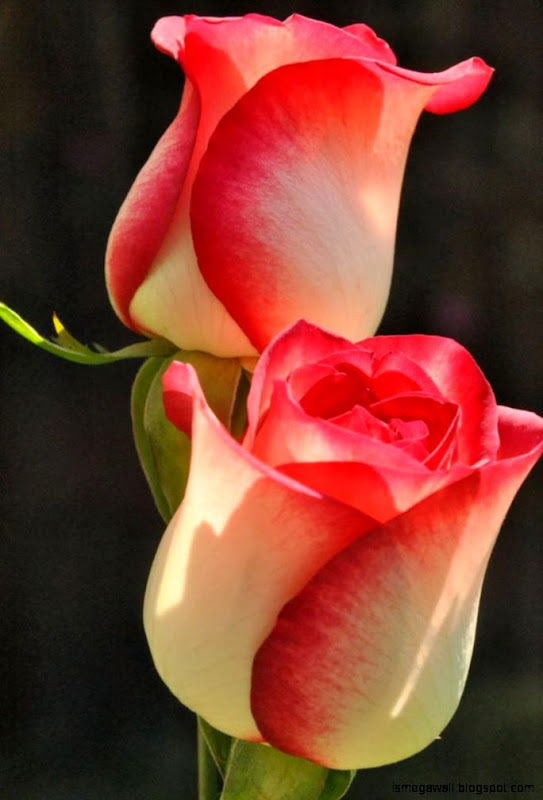 Rosebud Flowers Wallpapers Mega Wallpapers