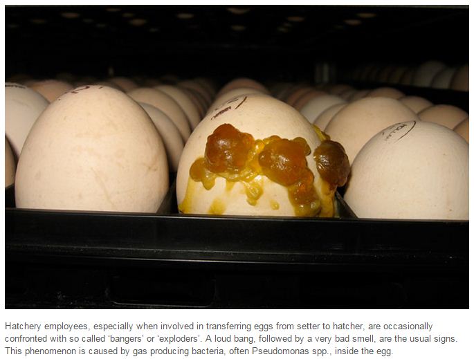 Неприятен запах яиц. Овоскопирование утиных яиц. Инкубация гусиных яиц овоскоп. Тумак яйца при инкубации.