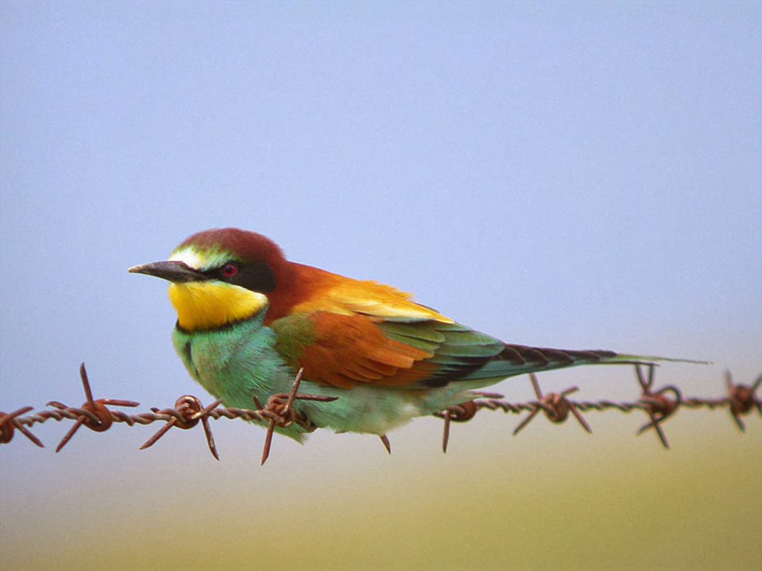 French wildlife and beekeeping December 2013