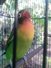 Suara Burung Lovebird Jantan Ngekek Panjang Juara - SUARA BURUNG