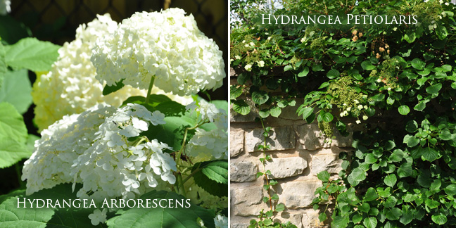 Little Quick Fire Hydrangea Hydrangea Paniculata Smhplqf In