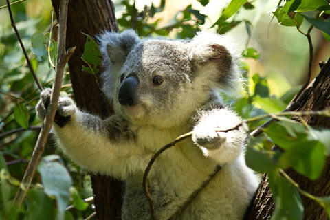 Mature eucalyptus tree with koala bear