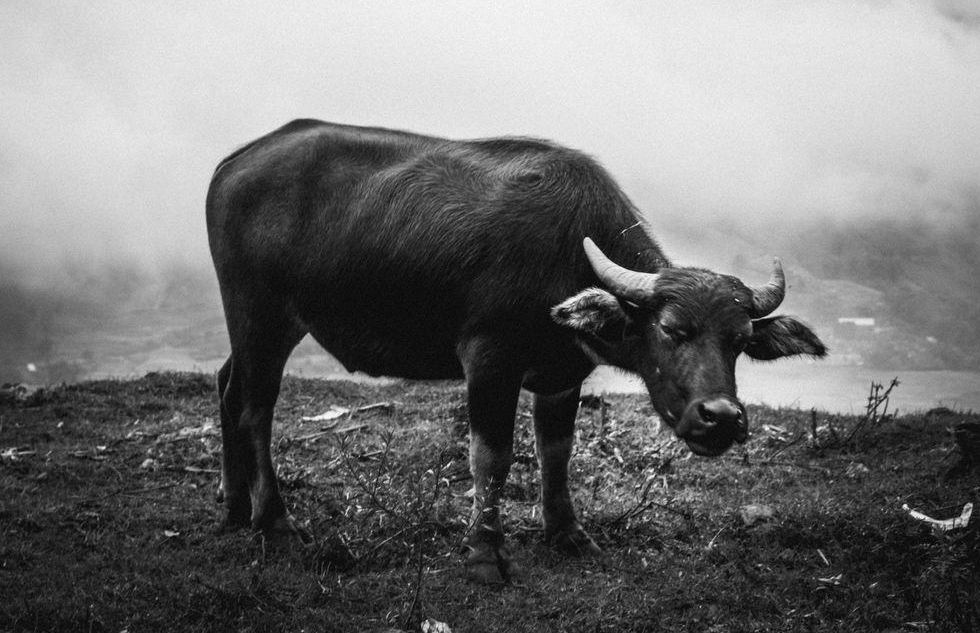 Water Buffalo Facts interesting and wonderful pictures TOOOPIC