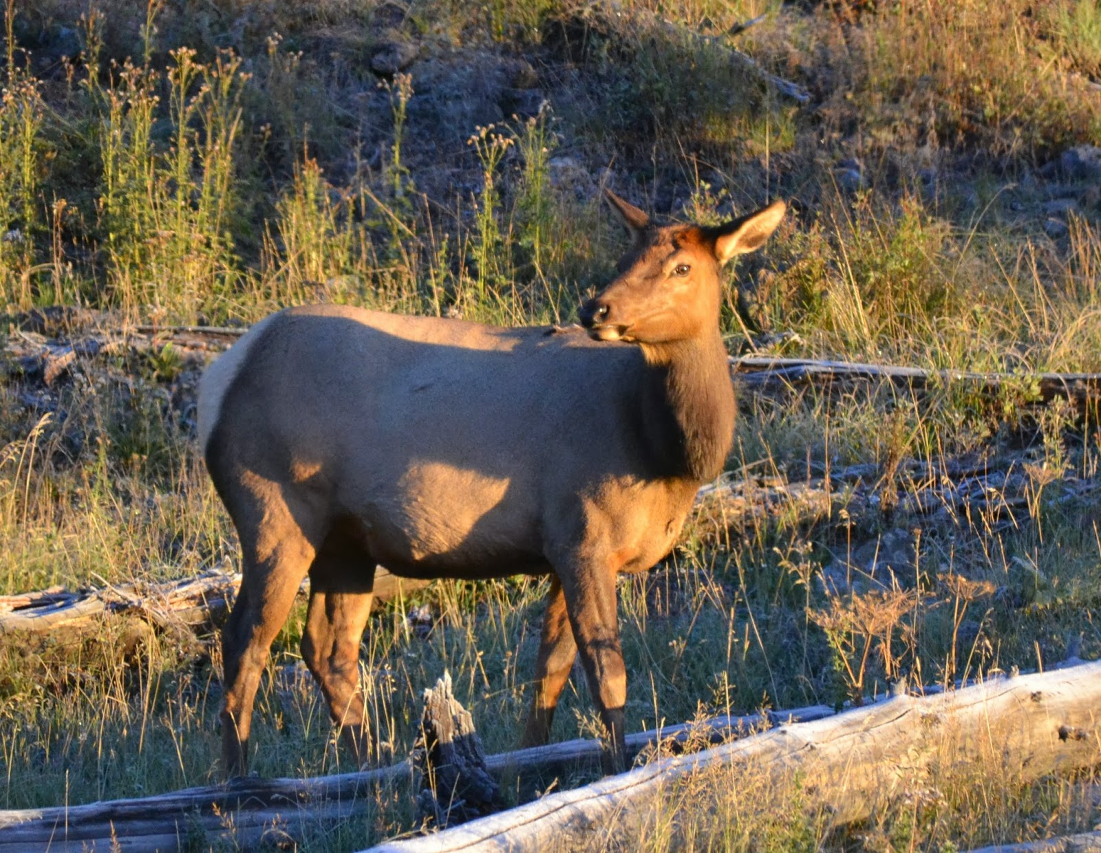 Tracie's Journal More of Yellowstone and KINDLE DISCOUNT ON ICECUTTER