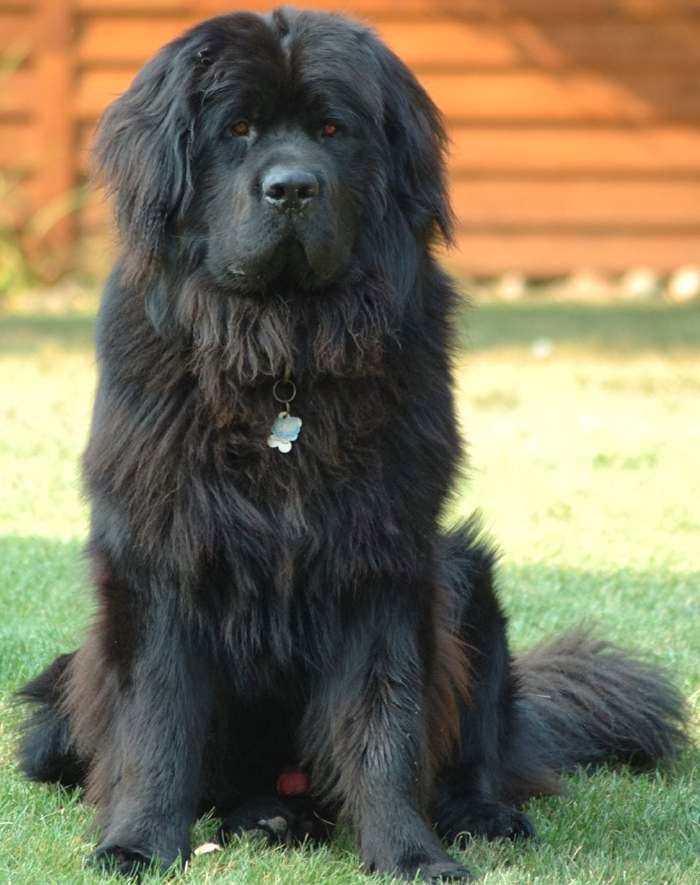 Big Black Dog Breeds Dog Training Home Dog Types