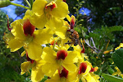 A primeira com flores do Paubrasil e a segunda do Ipê amarelo. (flor pau brasil)