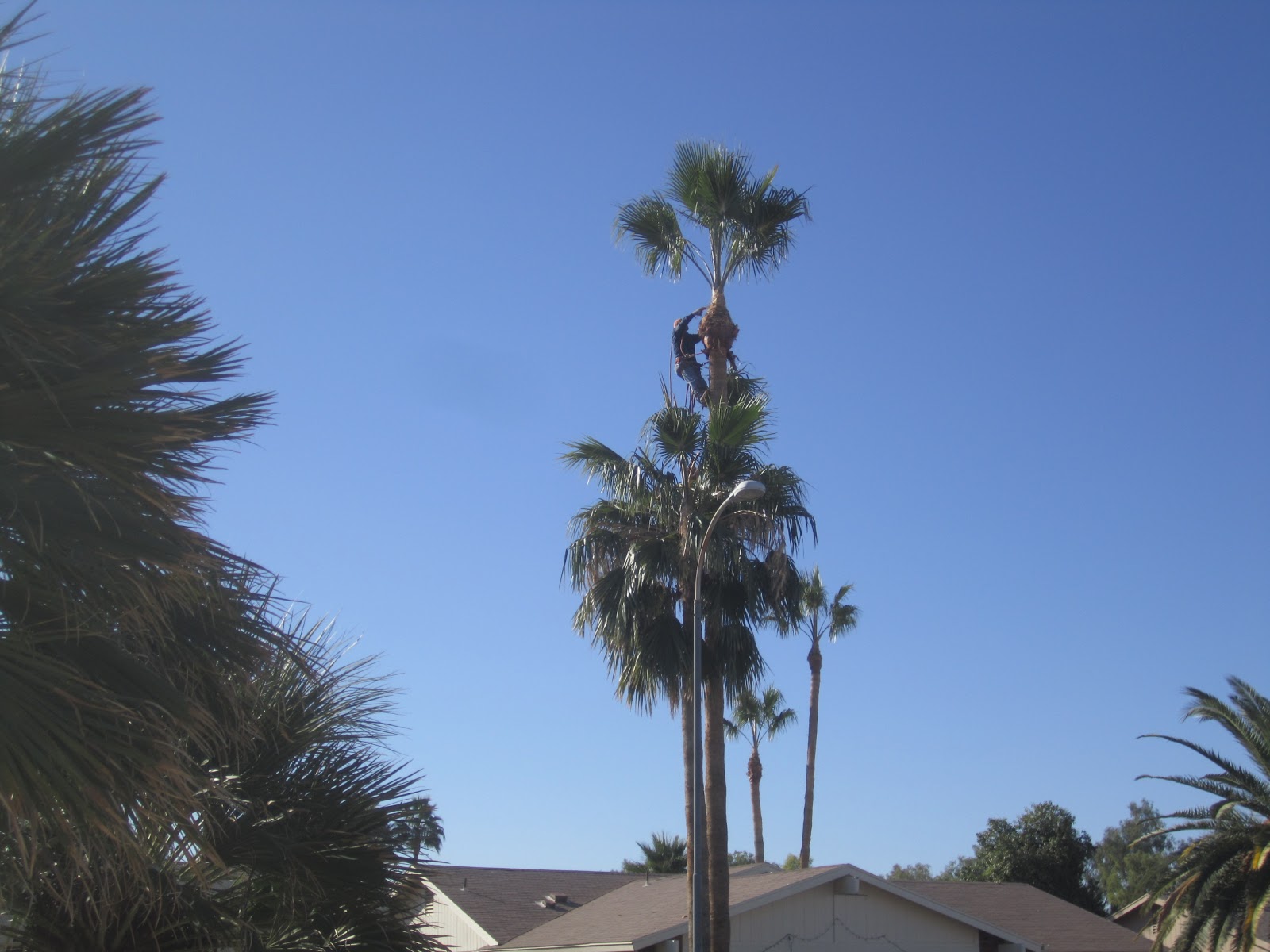 Rob & Yvonne's Az Living Palm Tree Trimming