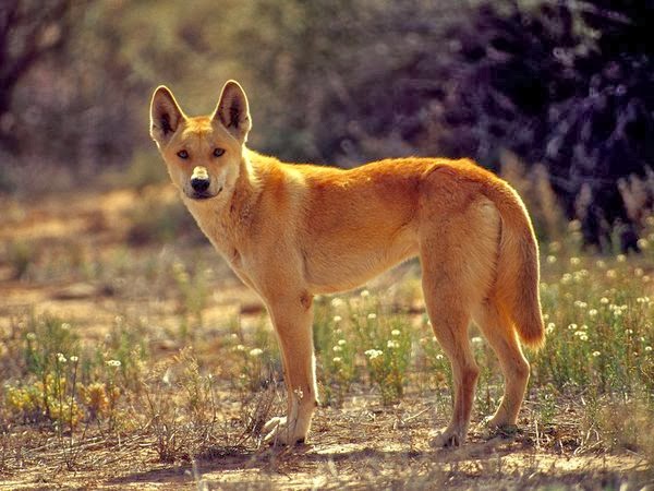 White Wolf : Legendary of Australia - Dingo (Video)