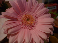 HAPPINESS IS A PINK DAISY