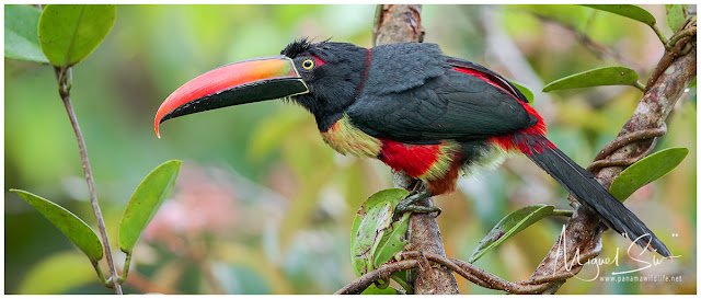Fiery-billed Aracari (Pteroglossus frantzii)