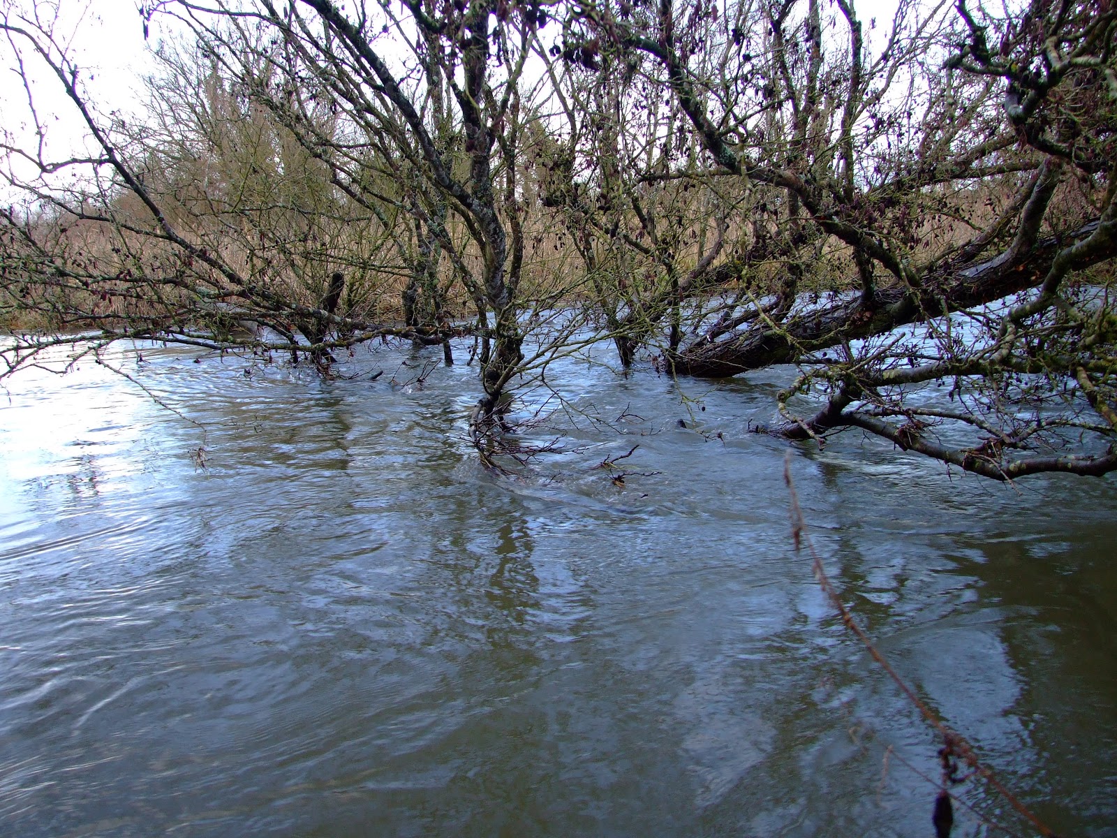 Canoeing and Kayaking on The River Christmas paddling on the