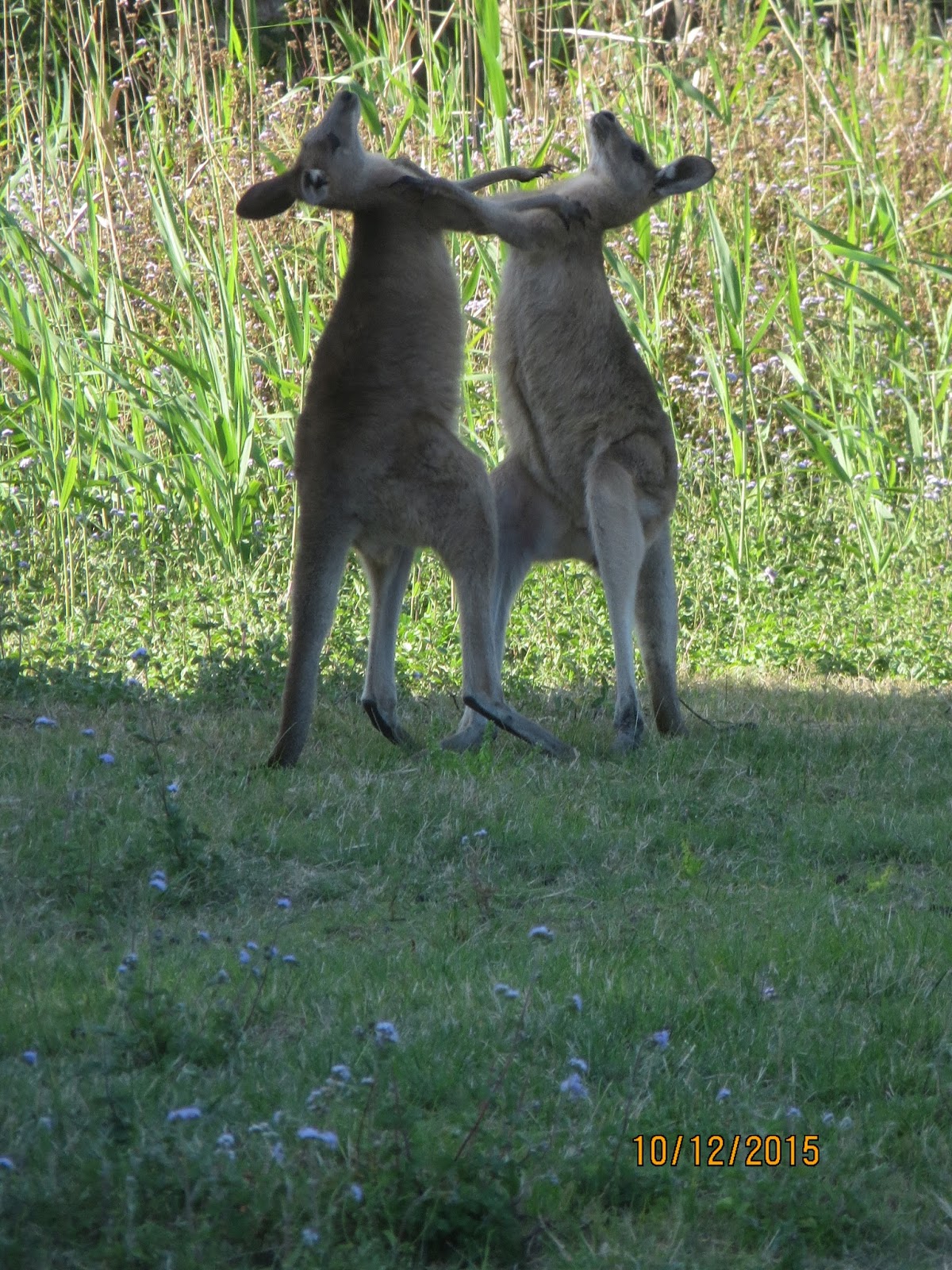 Tie Me Kangaroo Down, Mate