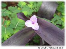 Tradescantia pallida-Purple Heart or Purple Wandering Jew