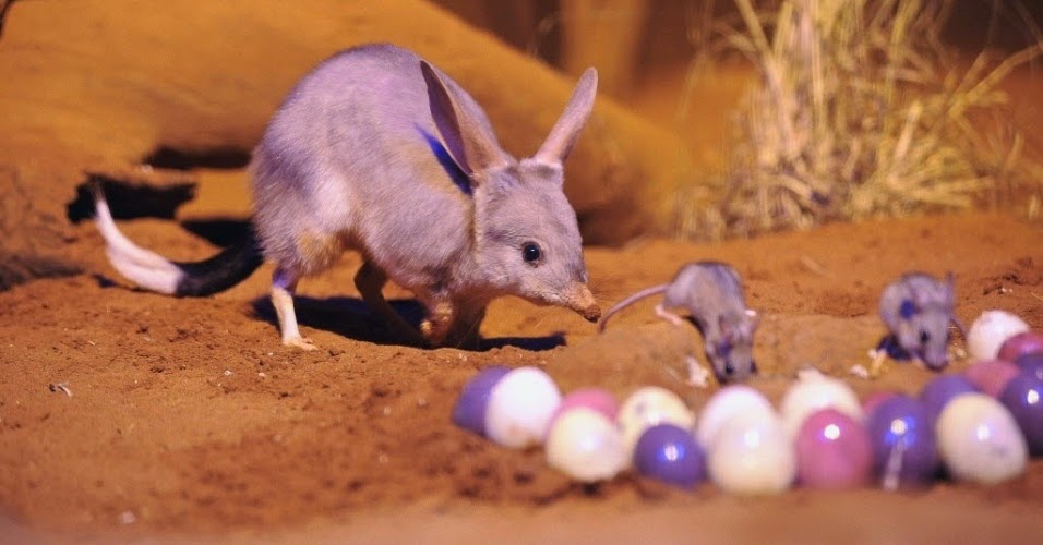 Na Australia Quem Traz Os Ovos De Pascoa E O Bilby