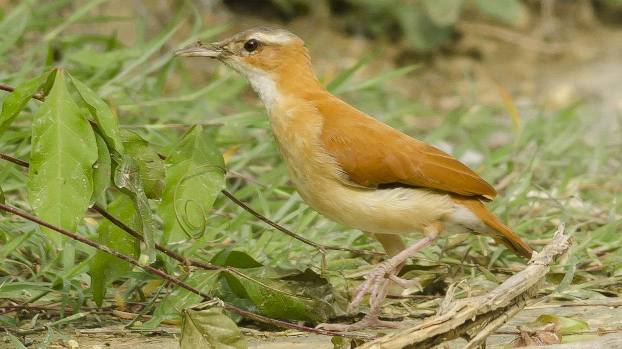 Pássaro Casaca-de-Couro-Amarelo (Furnarius leucopus) 