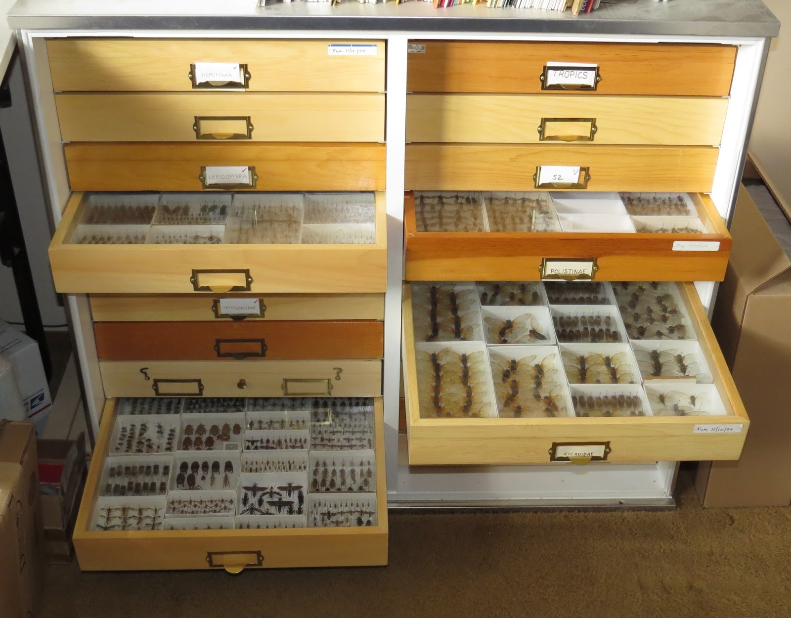 Bug Eric To Collect or Not to Collect