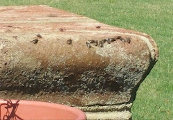 chicken coop flies control pest controlling methods natural poultry backyard magazine coops hatch