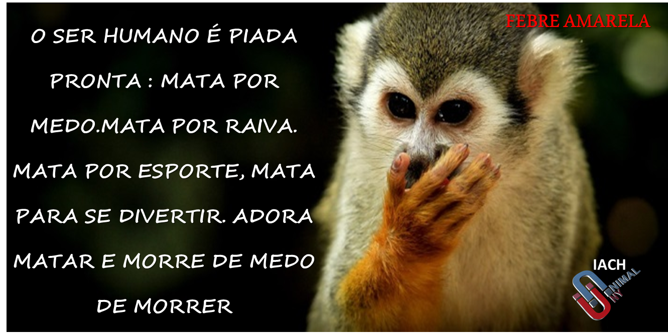 Irmãos Animais Consciência Humana O MACACO NÃO TEM CULPA CARTAZES 2