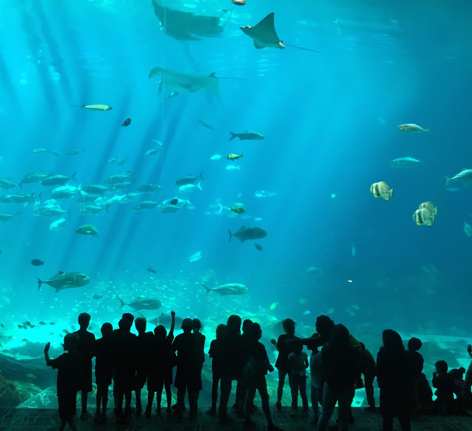 Little HIP Chicks Aquarium Field Trip