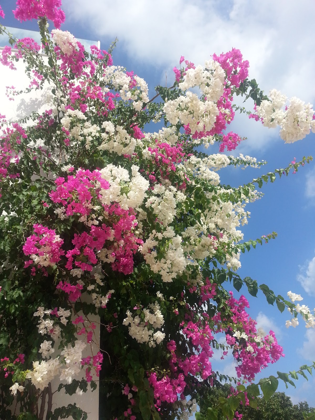 Pudra Sekeri M Bodrum Ve Begonvil