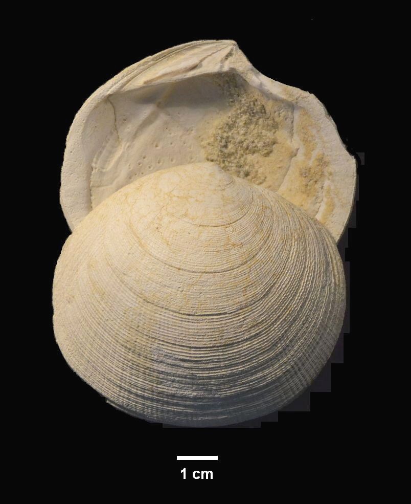Codakia leonina – bádenský chemosymbiotický lastúrnik z Devínskej Novej ...