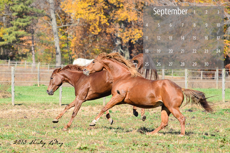 shirley behind the lens September 2016 Desktop Calendar Horses