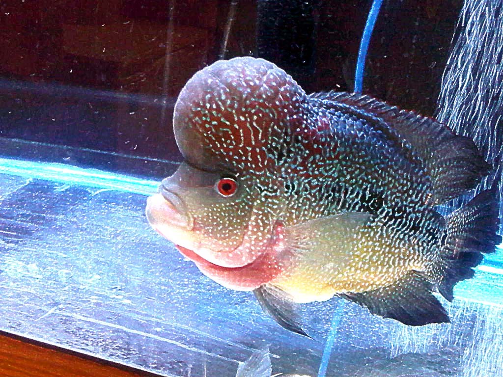 Flowerhorn The Hybrid Cichlids KML and Kamalau
