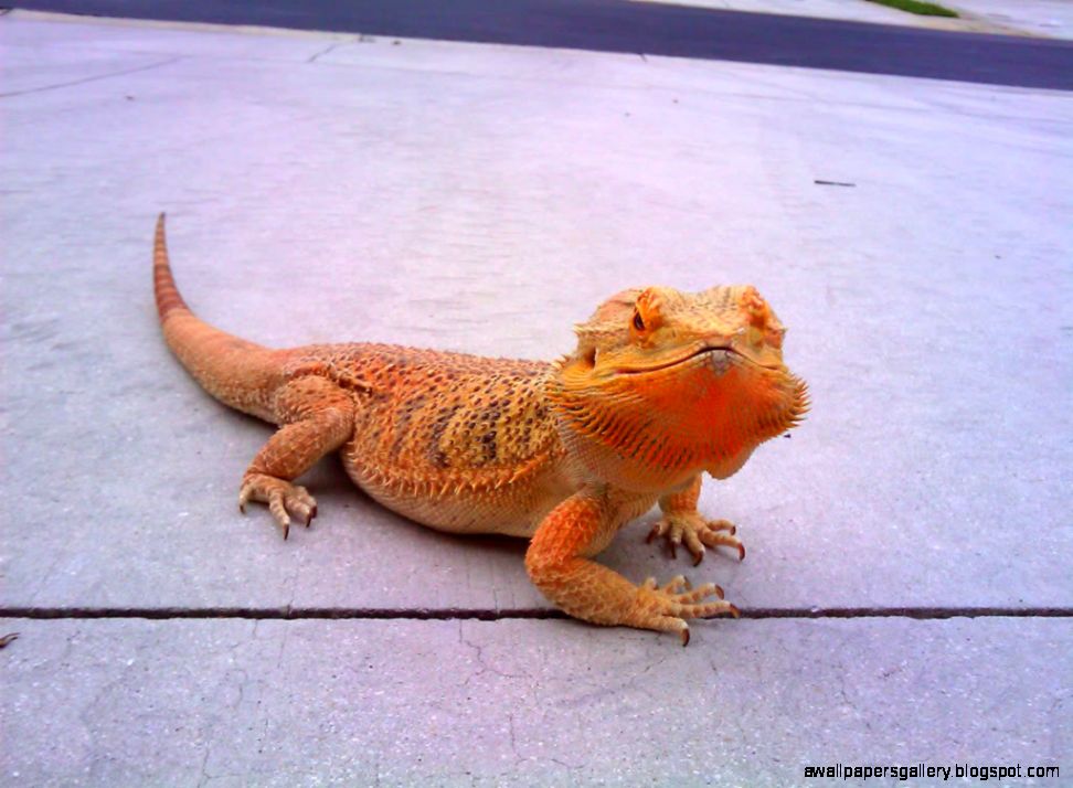 Rare Bearded Dragon Colors Wallpapers Gallery