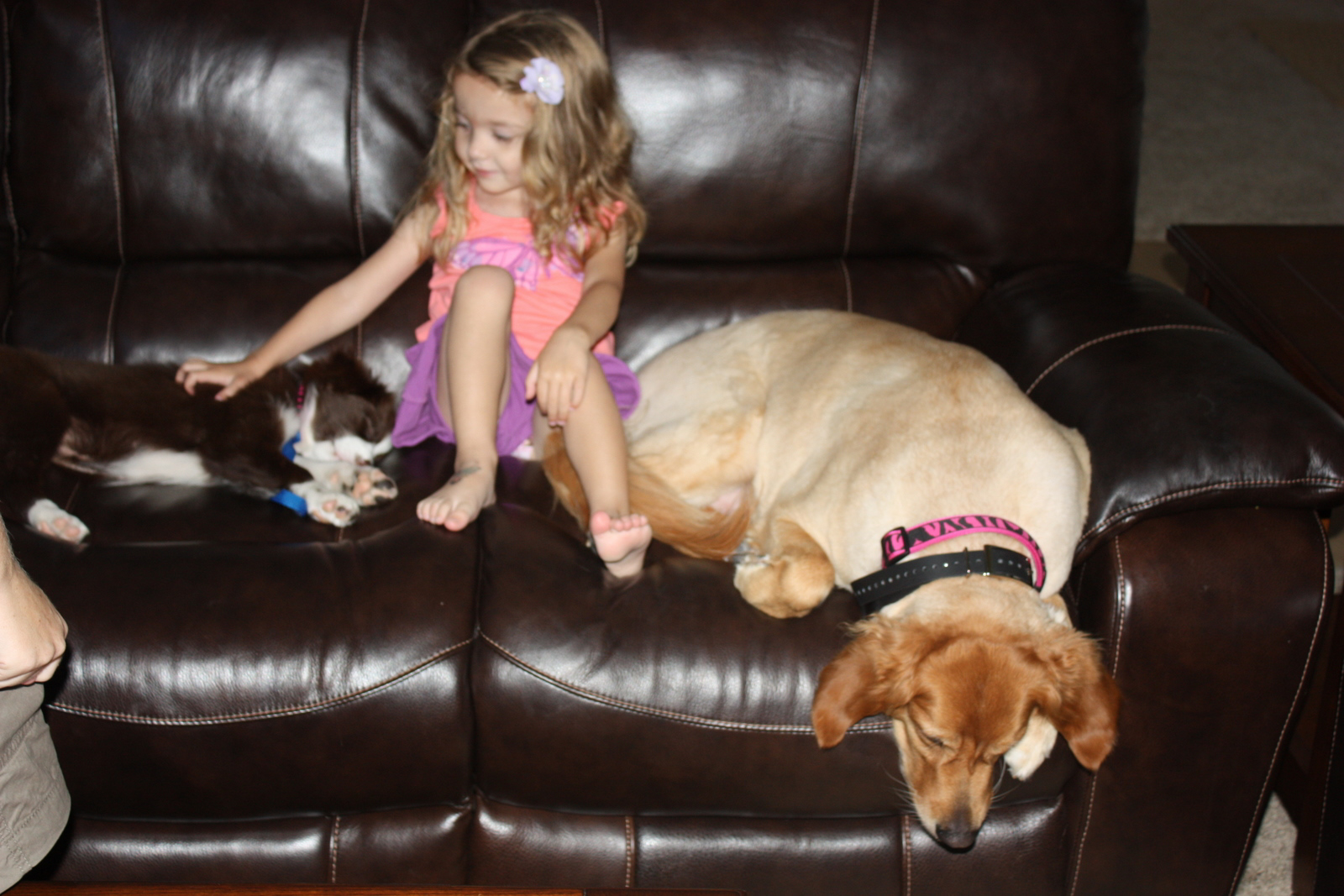 Milla's Many Adventures 1st Vet & Petsmart Visit...