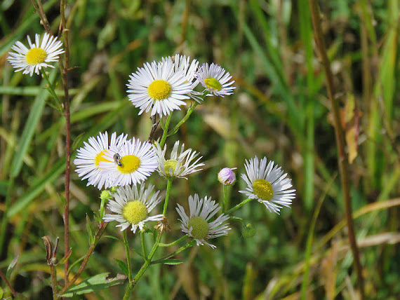 Przymiotno białe, zimotrwał zwyczajny (Erigeron annuus (L.) Pers).