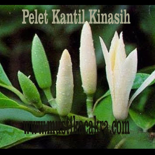 Jasa Pelet Pengasihan Kantil Kinasih Batu Mustika